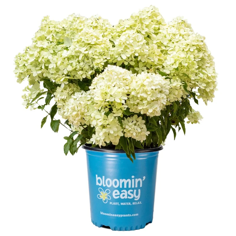 Hydrangea macrophylla 'Bubble Bath' – Hydrangée 'Bubble Bath'