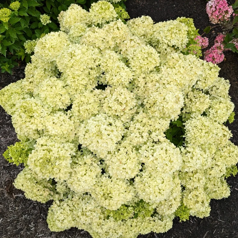 Hydrangea macrophylla 'Bubble Bath' – Hydrangée 'Bubble Bath'