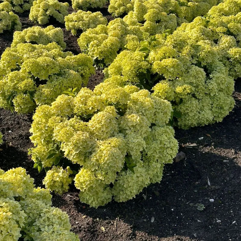 Hydrangea macrophylla 'Bubble Bath' – Hydrangée 'Bubble Bath'