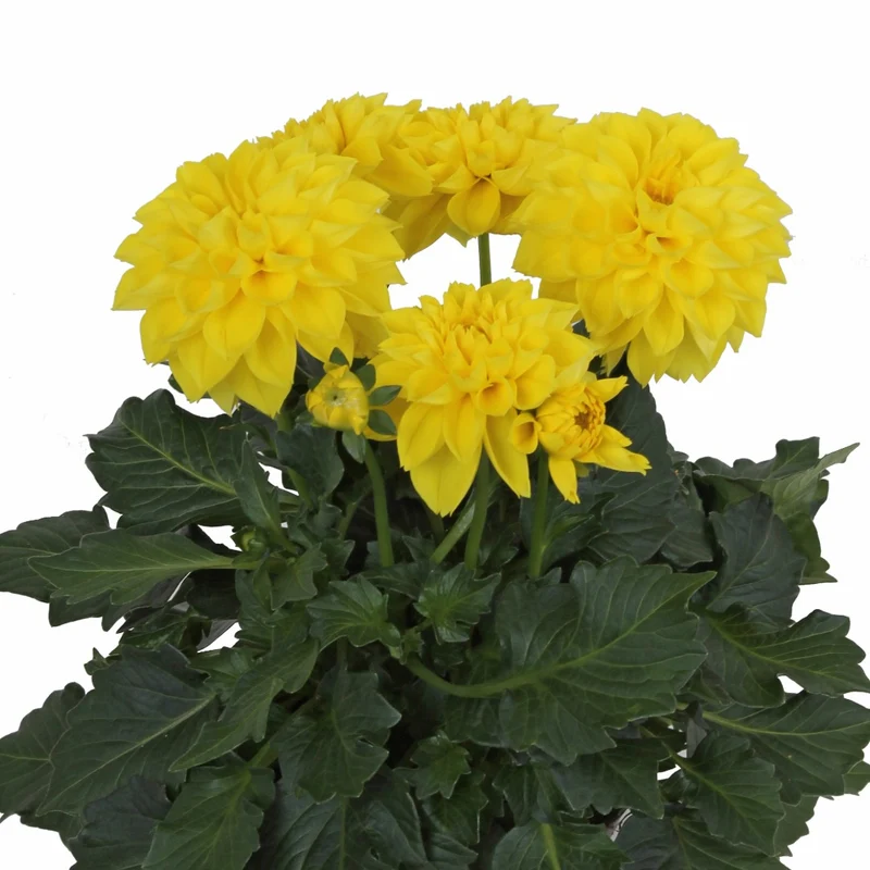 Dahlia Labella® Medio – Dahlia Labella® Medio