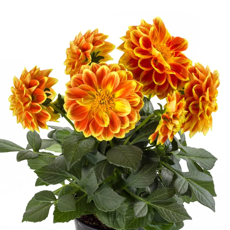 Dahlia Labella® Medio – Dahlia Labella® Medio