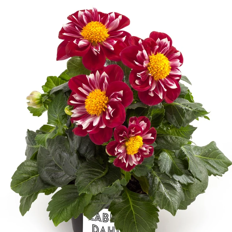 Dahlia Labella® Medio – Dahlia Labella® Medio