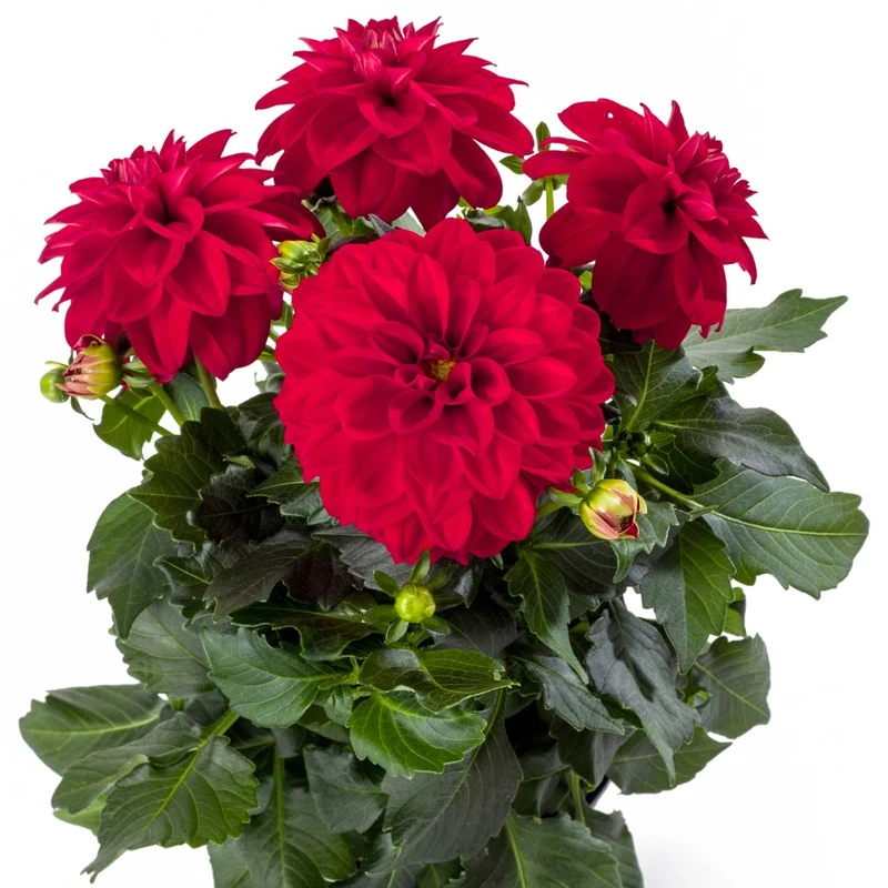 Dahlia Labella® Medio – Dahlia Labella® Medio