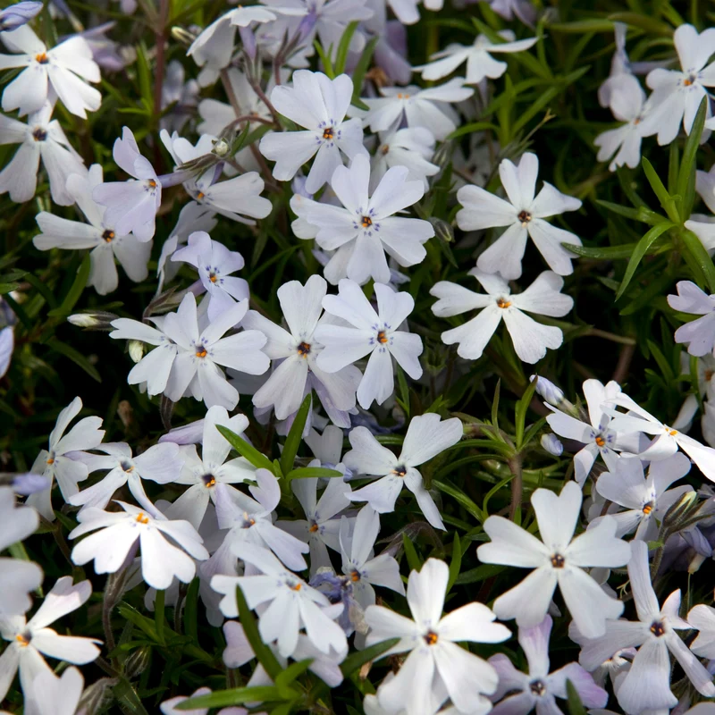 Phlox Spring® Lavender – Phlox rampant