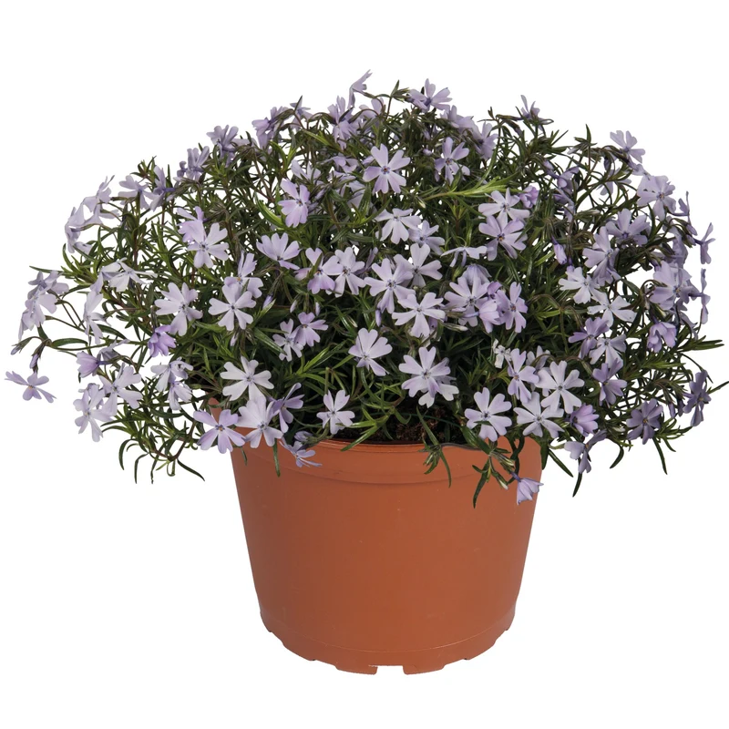 Phlox Spring® Lavender – Phlox rampant