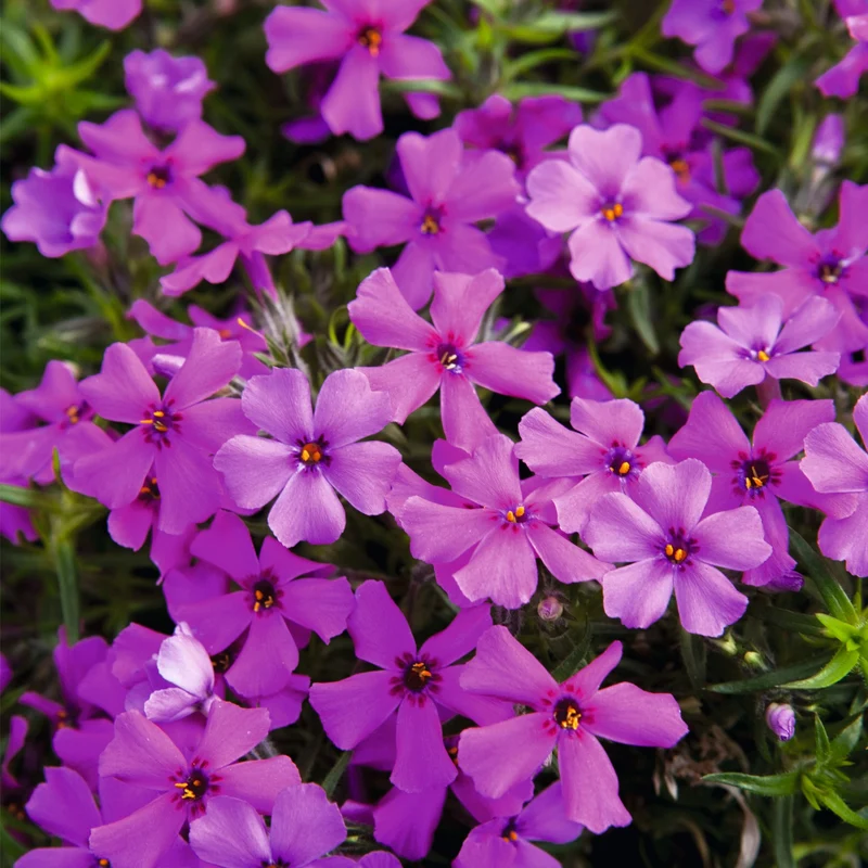 Phlox Spring® Dark Leaf Pink – Phlox rampant