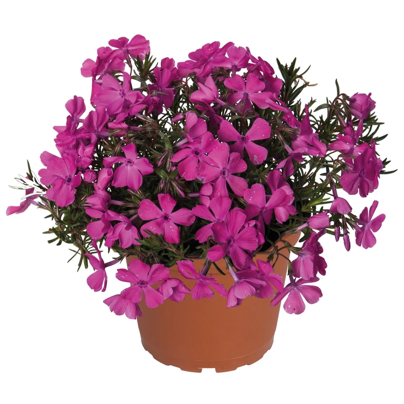 Phlox Spring® Dark Leaf Pink – Phlox rampant