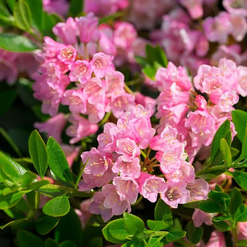 Rhododendron micranthum Bloombux® Magenta – Rhododendron Bloombux® Magenta