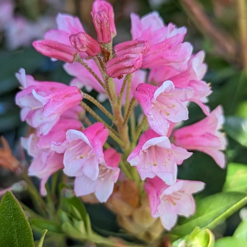Rhododendron micranthum Bloombux® Magenta – Rhododendron Bloombux® Magenta