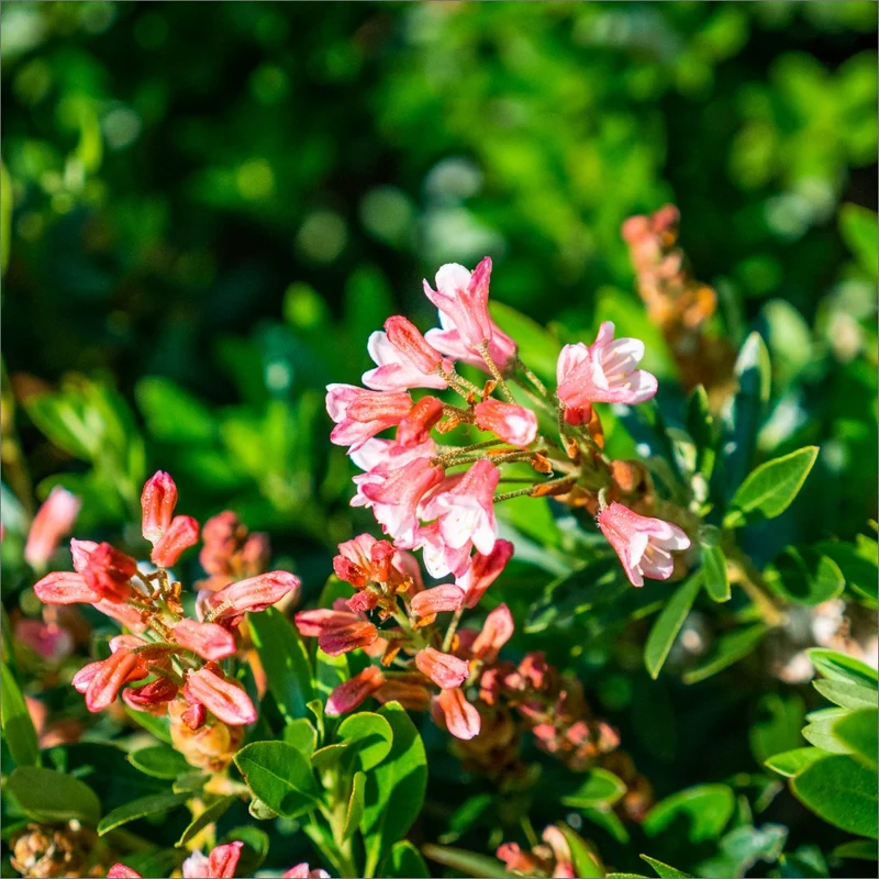Rhododendron micranthum Bloombux® Magenta – Rhododendron Bloombux® Magenta