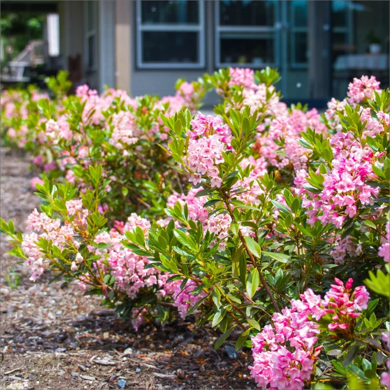 Rhododendron micranthum Bloombux® Magenta – Rhododendron Bloombux® Magenta