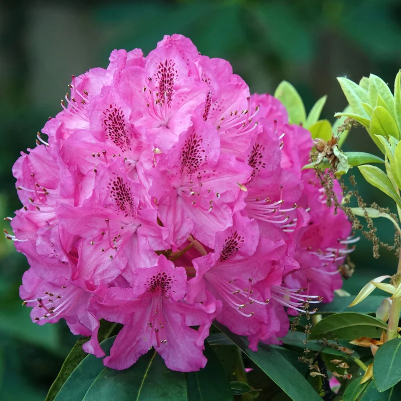 Rhododendron 'English Roseum' (Élépidote) – Rhododendron 'English Roseum'