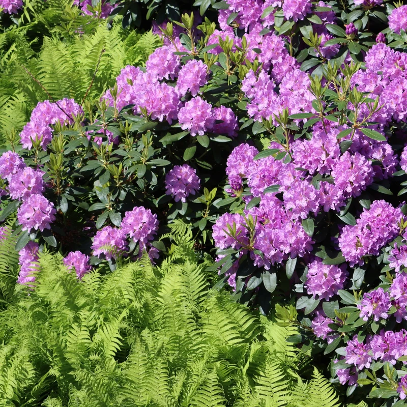 Rhododendron 'English Roseum' (Élépidote) – Rhododendron 'English Roseum'