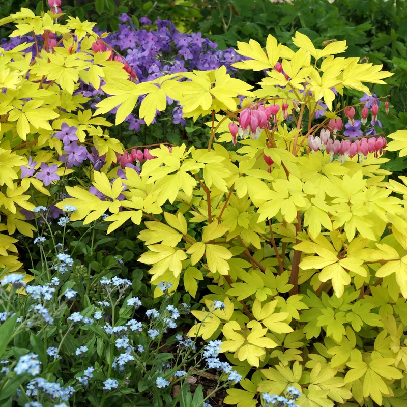 Dicentra spectabilis 'Gold Heart' – Cœur saignant 'Gold Heart'