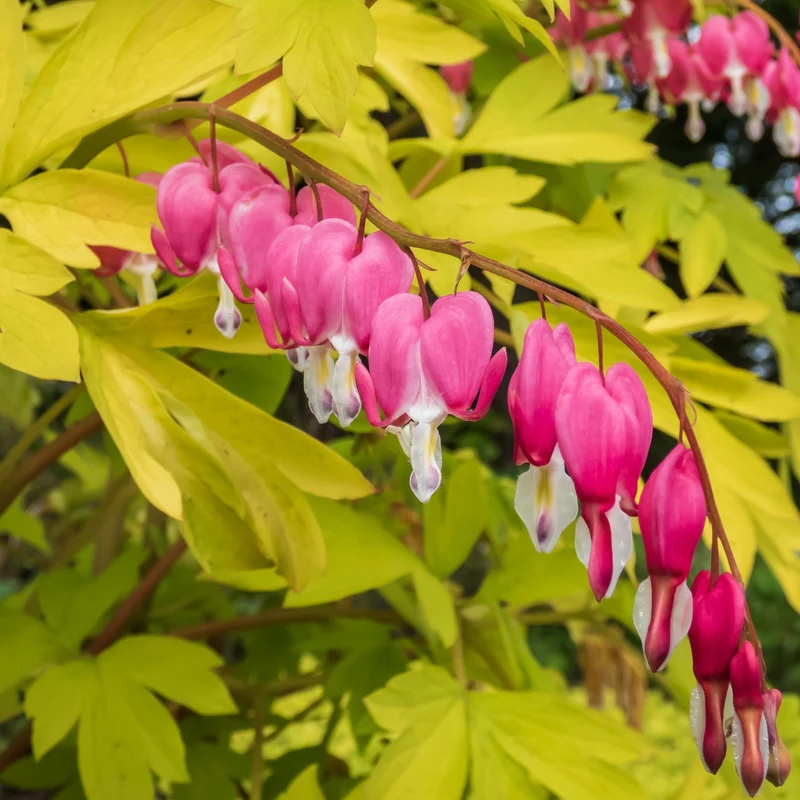 Dicentra spectabilis 'Gold Heart' – Cœur saignant 'Gold Heart'