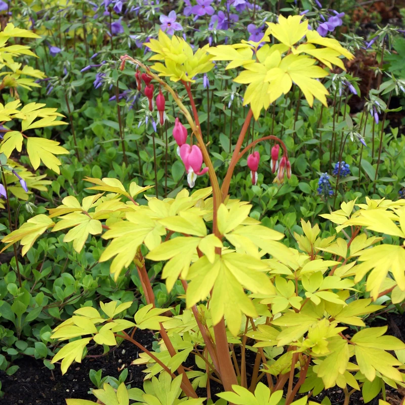 Dicentra spectabilis 'Gold Heart' – Cœur saignant 'Gold Heart'