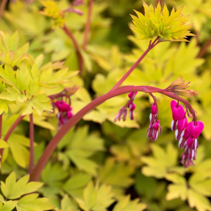 Dicentra spectabilis 'Gold Heart' – Cœur saignant 'Gold Heart'