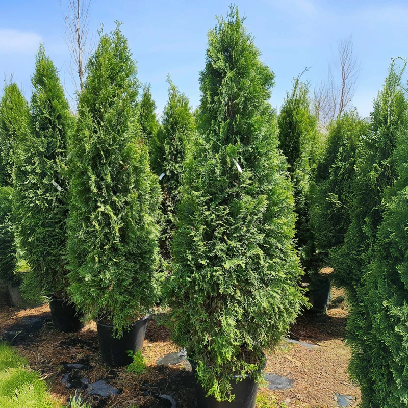 Thuja occidentalis 'Unicorn' – Thuya 'Unicorn' (Cèdre)