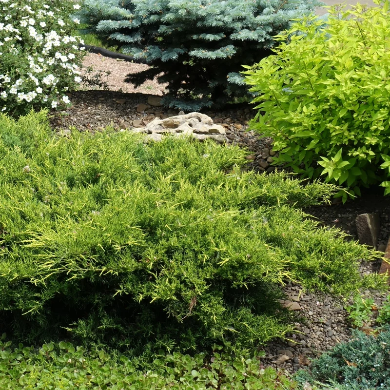 Juniperus chinensis 'Gold Star®' – Genévrier 'Gold Star®'