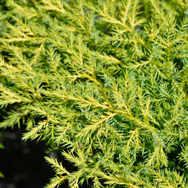 Juniperus chinensis 'Gold Star®' – Genévrier 'Gold Star®'