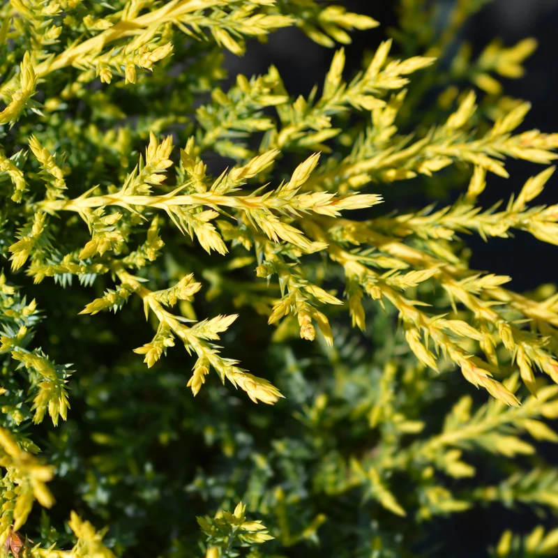 Juniperus chinensis 'Gold Star®' – Genévrier 'Gold Star®'