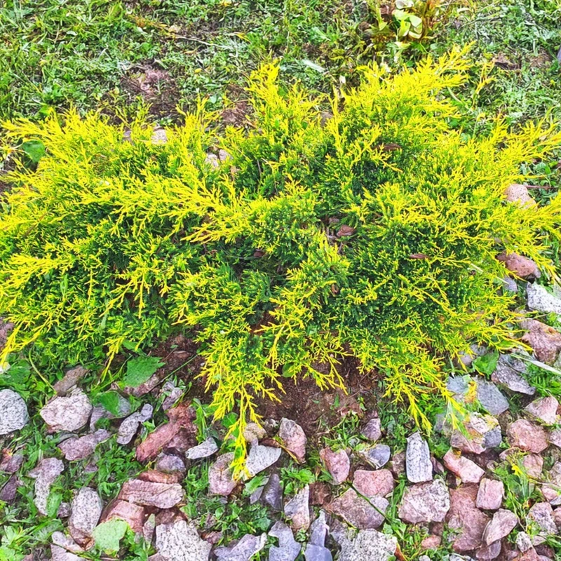 Juniperus chinensis 'Gold Star®' – Genévrier 'Gold Star®'