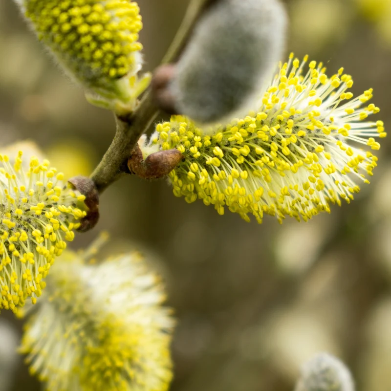 Salix caprea 'Pendula' – Saule pleureur sur tige