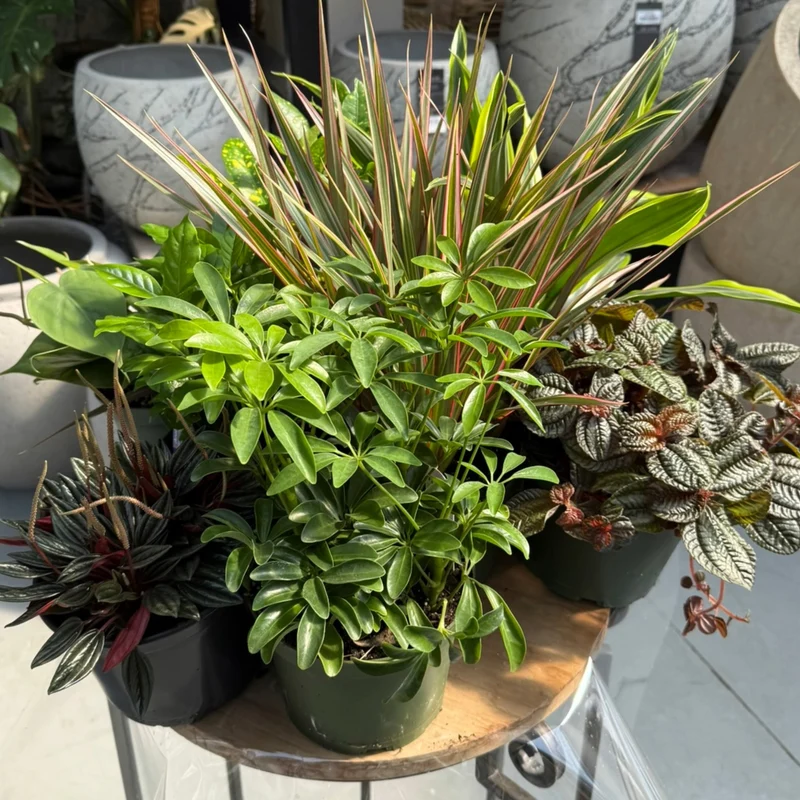 Sélection de plantes tropicales mixtes