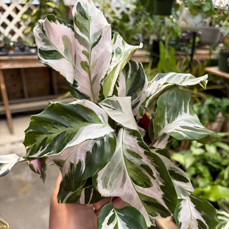 Goeppertia veitchiana 'Stella' – Calathea 'Stella'