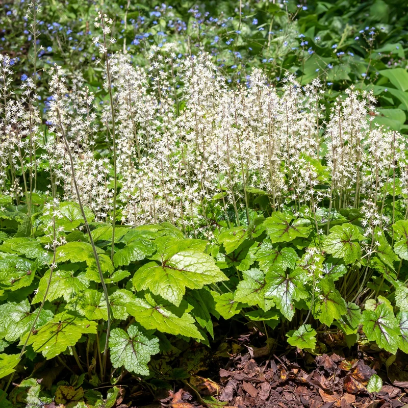 Tiarella cordifolia – Tiarrelle à feuilles cordées