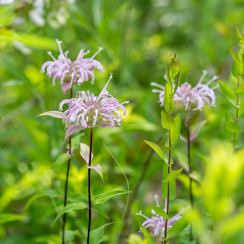 Monarda fistulosa – Monarde fistuleuse