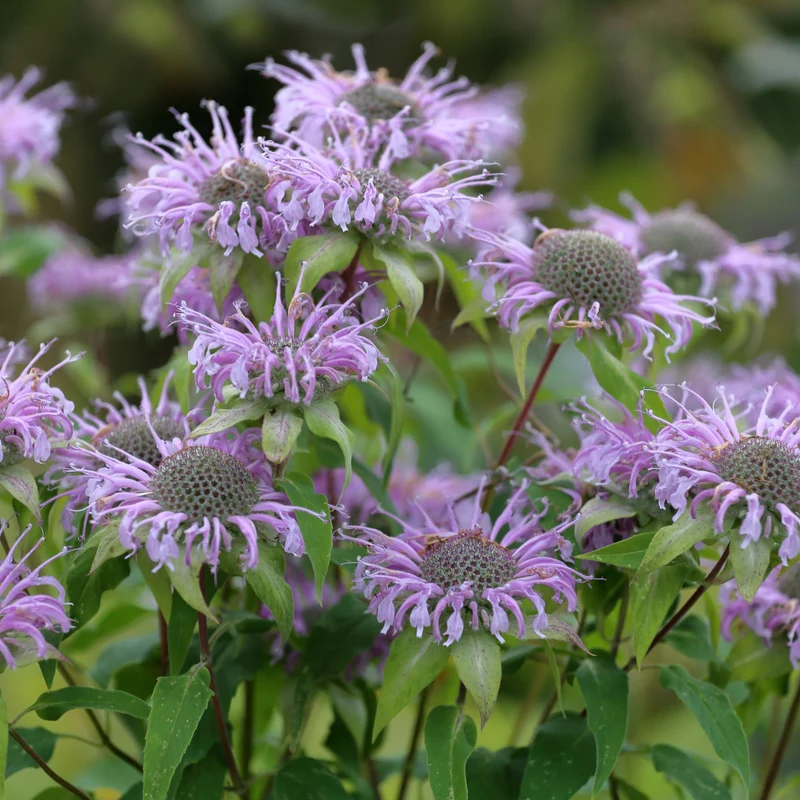 Monarda fistulosa – Monarde fistuleuse
