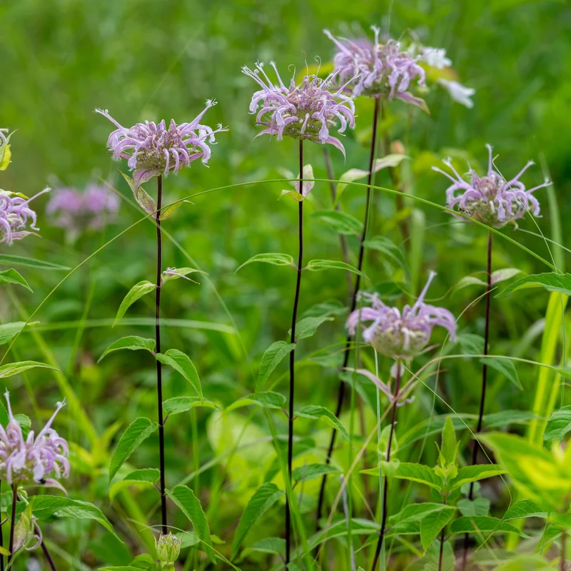Monarda fistulosa – Monarde fistuleuse