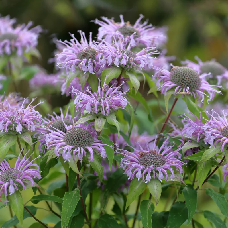 Monarda fistulosa – Monarde fistuleuse