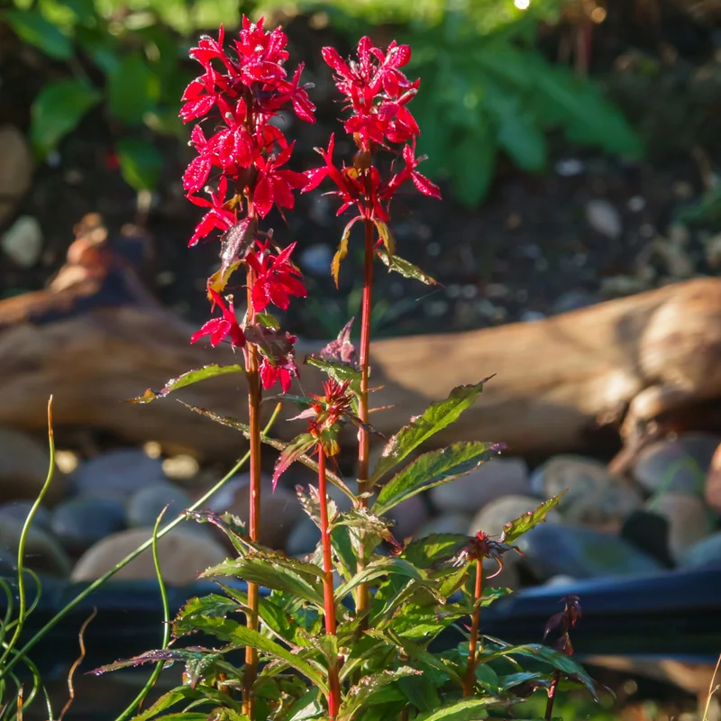 Lobelia cardinalis – Lobélie cardinale