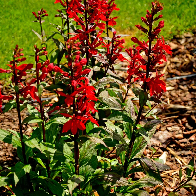 Lobelia cardinalis – Lobélie cardinale