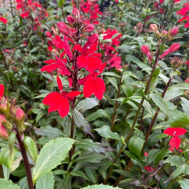 Lobelia cardinalis – Lobélie cardinale