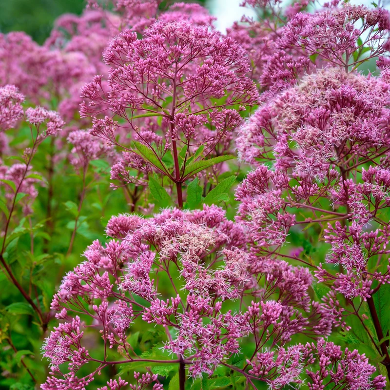 Eutrochium purpureum – Eupatoire pourpre