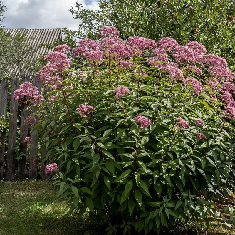 Eutrochium purpureum – Eupatoire pourpre