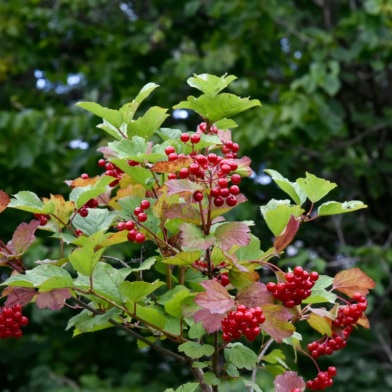 Collection Indigène : l'essence du Québec dans votre jardin
