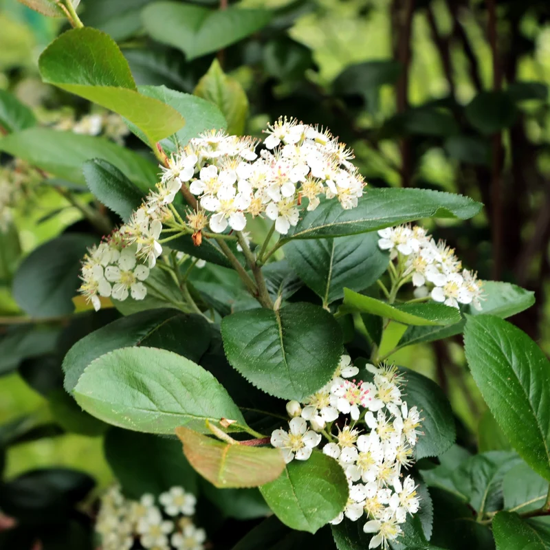 Collection Indigène : l'essence du Québec dans votre jardin