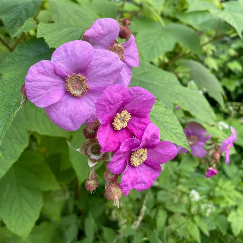 Collection Indigène : l'essence du Québec dans votre jardin