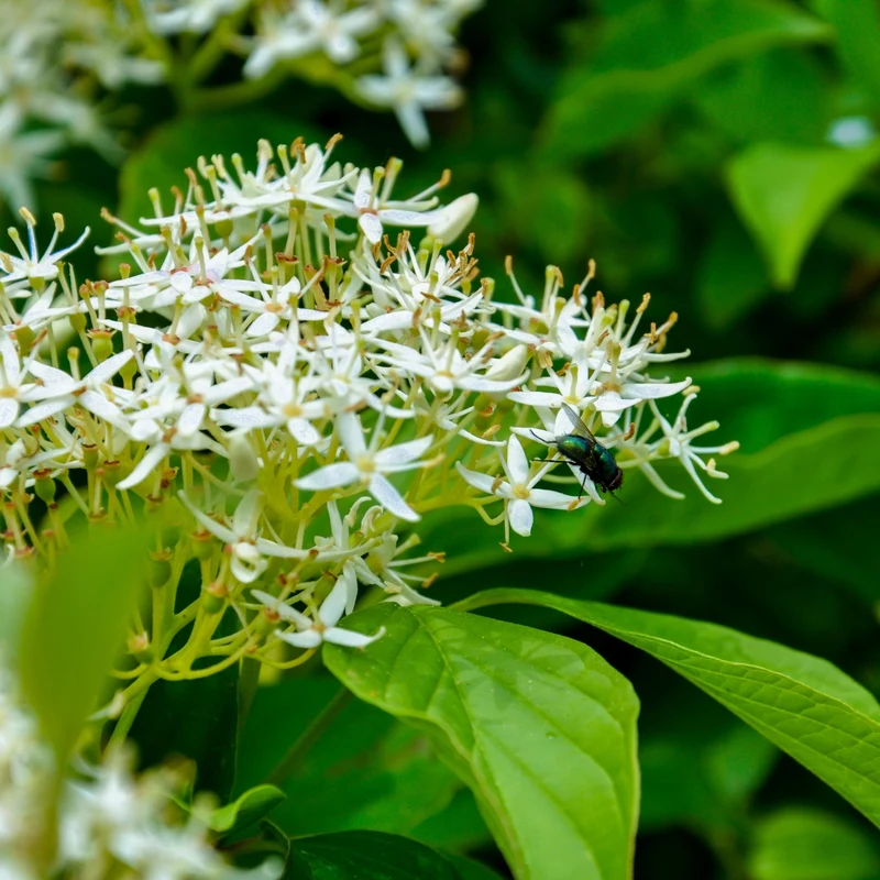 Collection Indigène : l'essence du Québec dans votre jardin