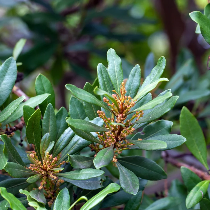 Collection Indigène : l'essence du Québec dans votre jardin