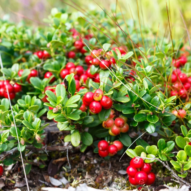 Collection Indigène : l'essence du Québec dans votre jardin