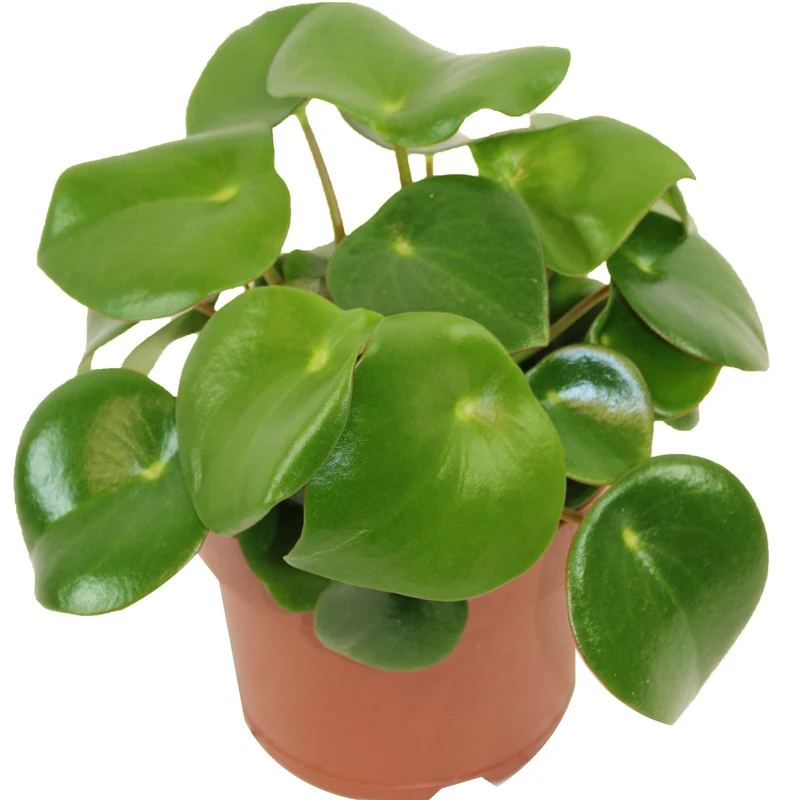 Peperomia polybotrya – Pépéromia à feuilles de goutte