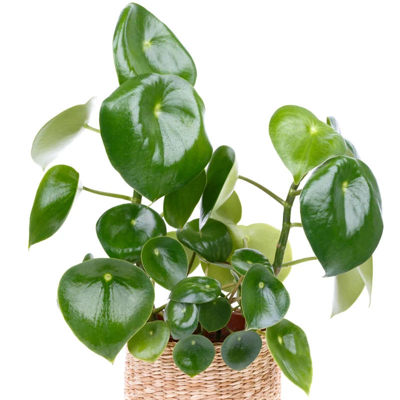 Peperomia polybotrya – Pépéromia à feuilles de goutte