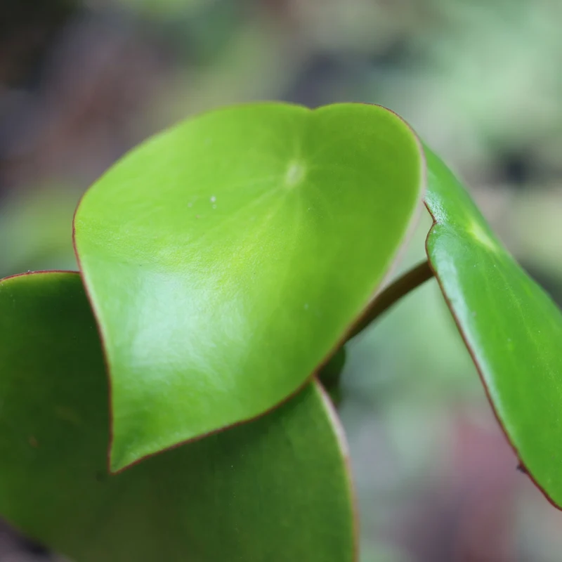 Peperomia polybotrya – Pépéromia à feuilles de goutte