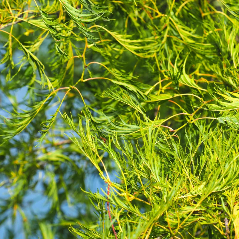 Alnus glutinosa 'Imperialis' – Aulne glutineux 'Imperialis'