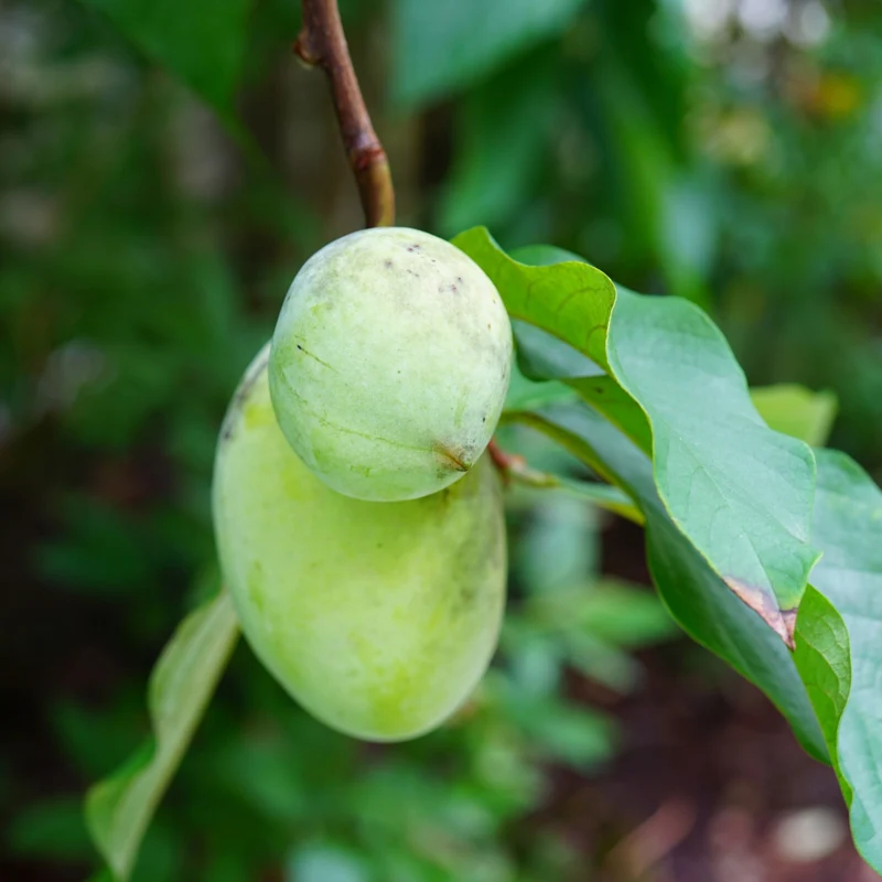 Asimina triloba – Pawpaw (Asiminier trilobé)